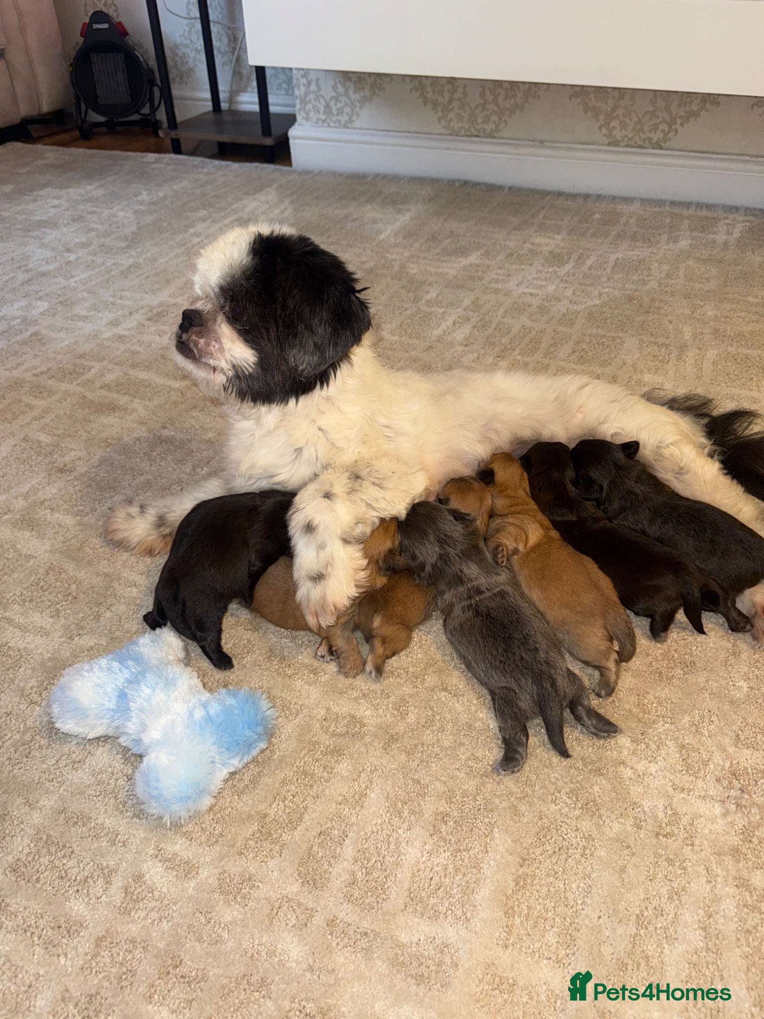 Shih Tzu dogs Shih Tzu Puppies  - Advert 3