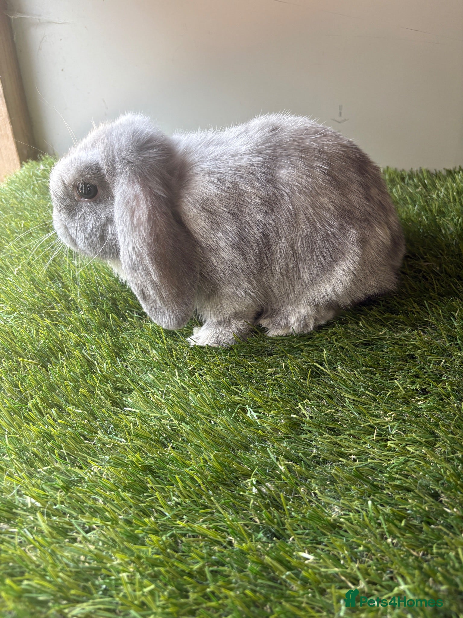 Mini Lop rabbits Stunning mini lop babies - amazing temperaments  - Advert 2