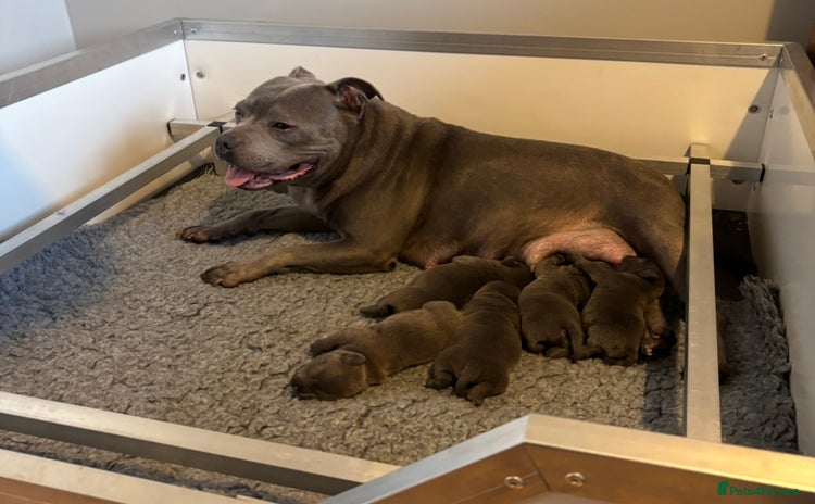 Staffordshire Bull Terrier dogs 🥇 EXODUSBULLS GRAND CHAMPION YOSHI PUPS🏆 - Advert 11