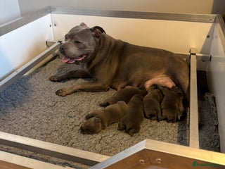 Staffordshire Bull Terrier dogs 🥇 EXODUSBULLS GRAND CHAMPION YOSHI PUPS🏆 - Advert 2