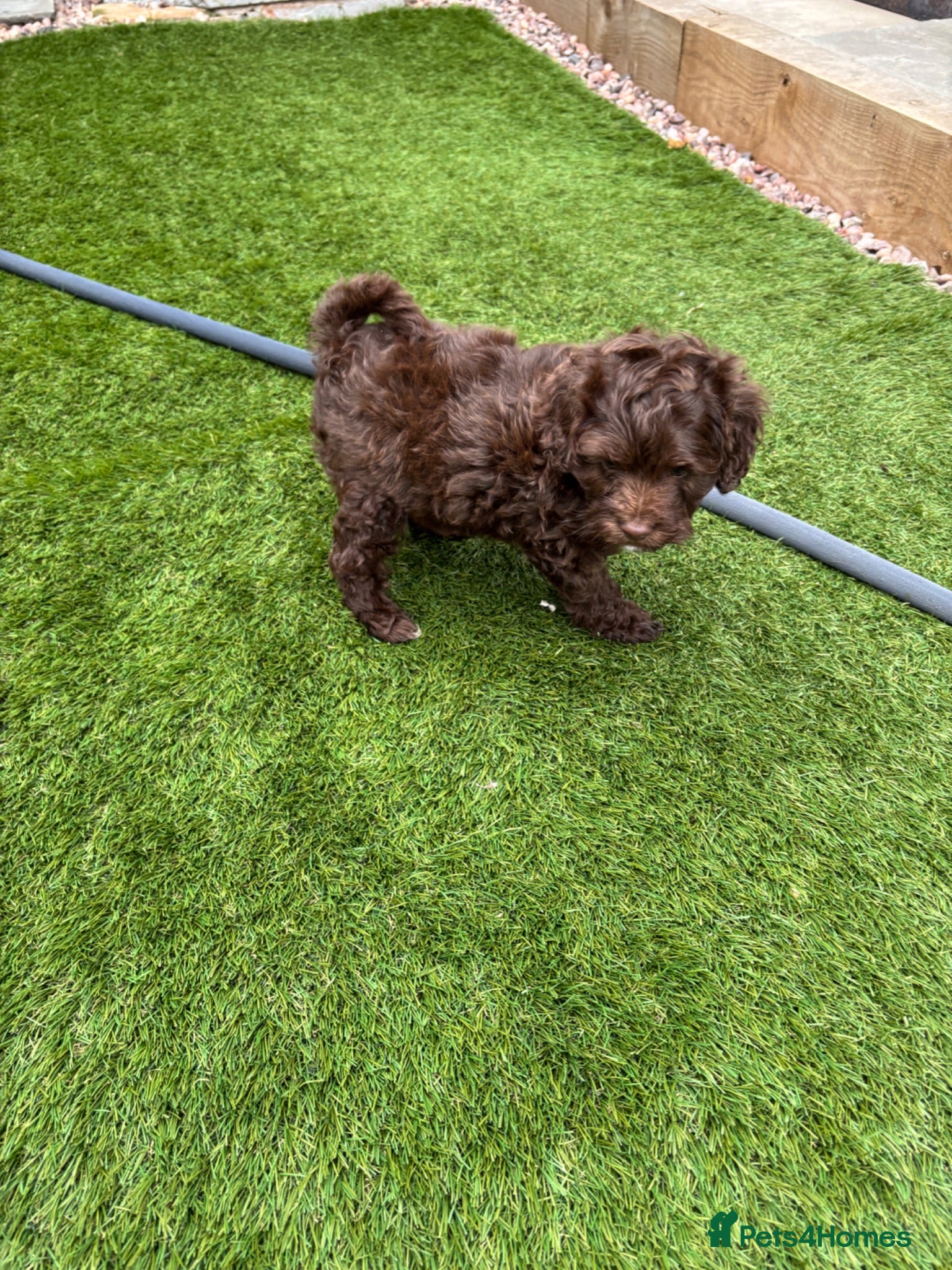 Cavapoo dogs 1 cavapoo boy left  - Advert 1