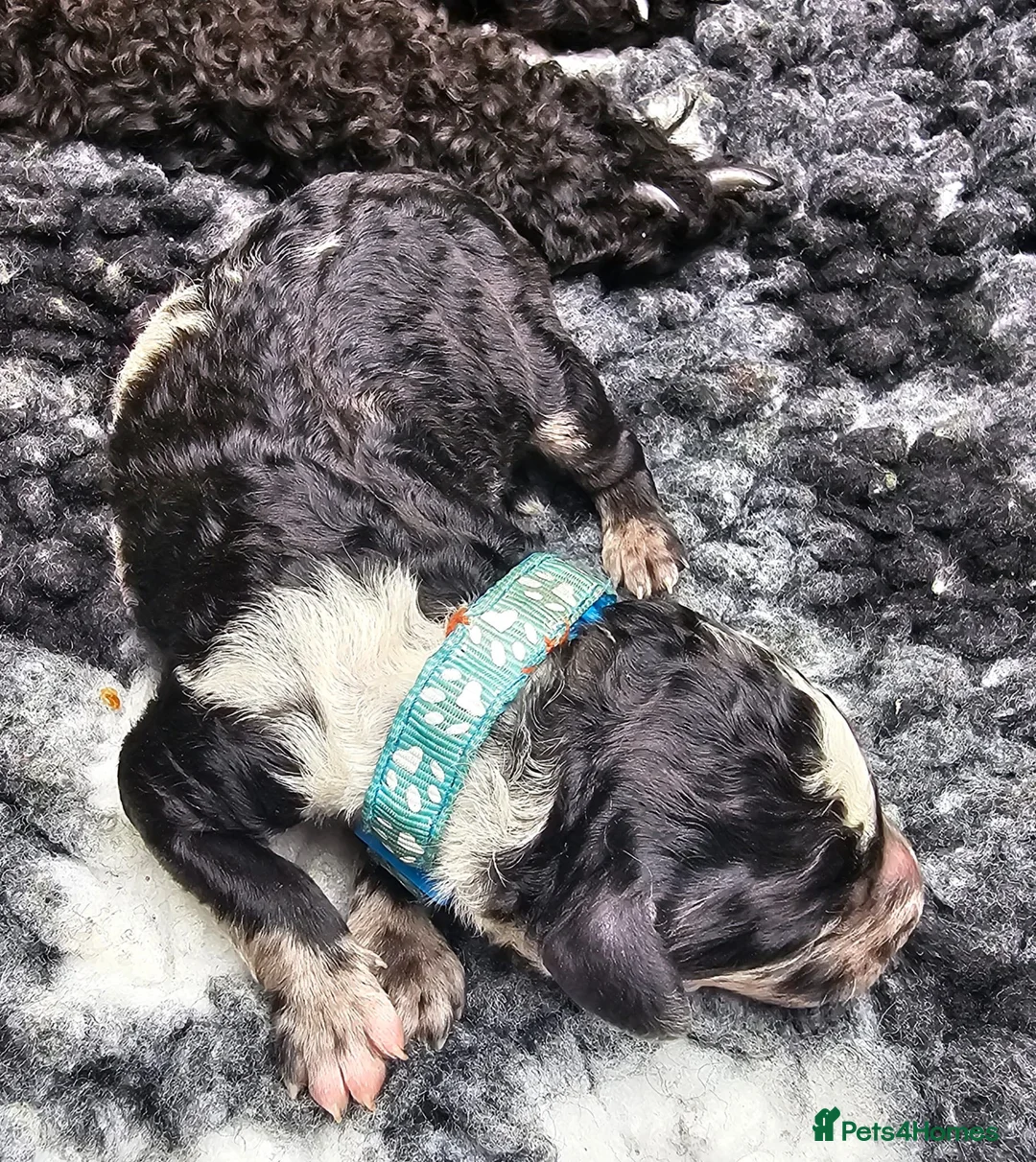 Miniature Poodle dogs for stud: Miniature poodle blue merle for stud in Bradford - Advert 32