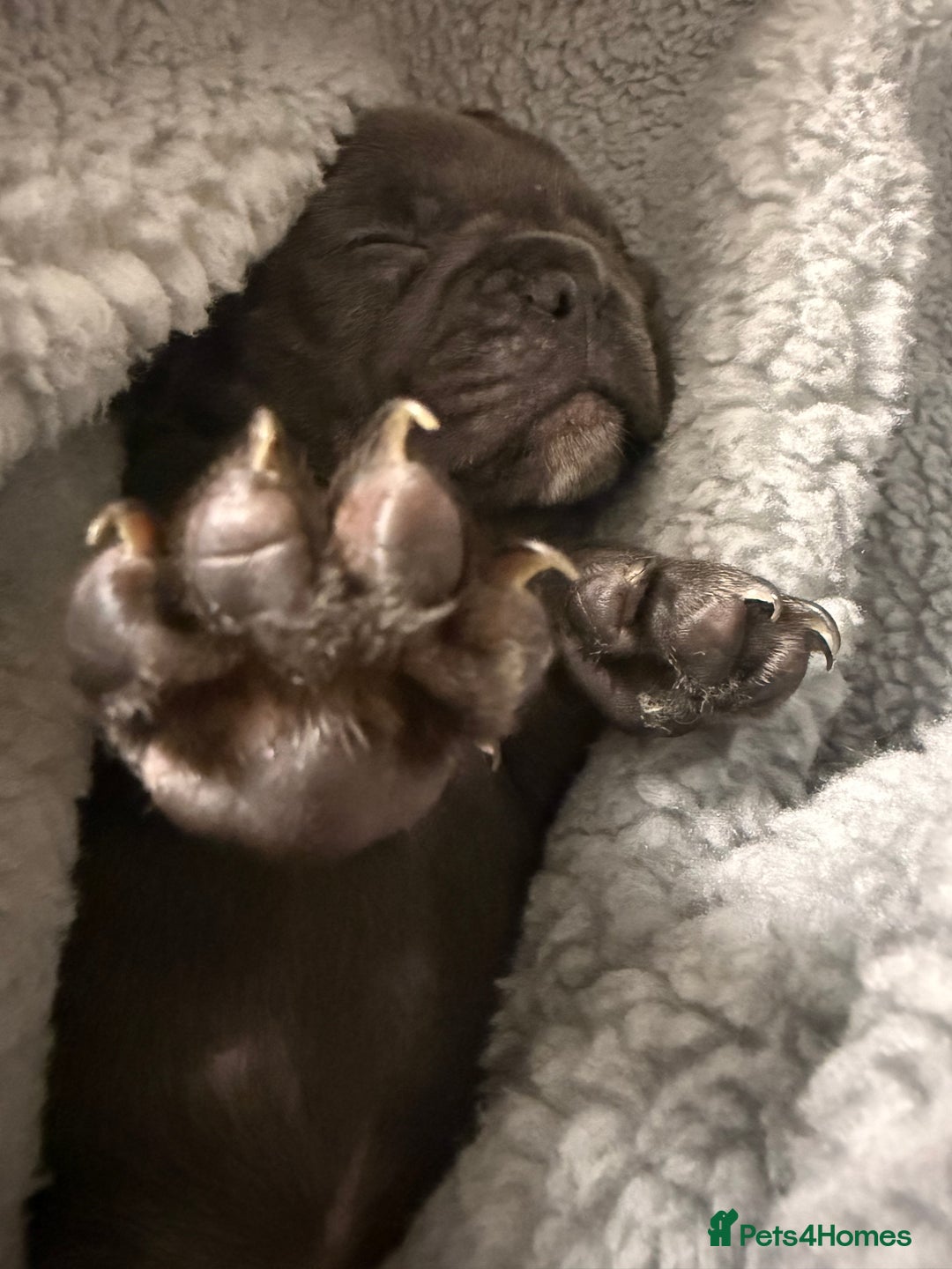 French Bulldog dogs for sale: French Bulldog Puppy (Female) - Advert 5
