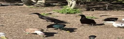 Ducks poultry for sale: Pure Black Male Indian Runners - Advert 2