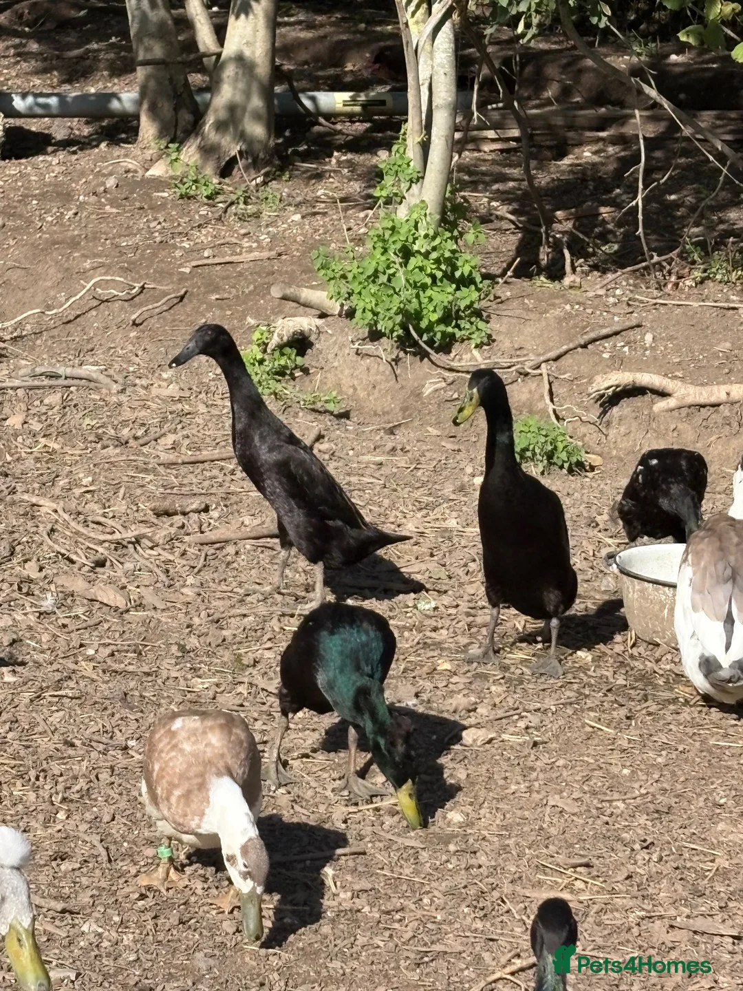 Ducks poultry for sale: Pure Black Male Indian Runners - Advert 2