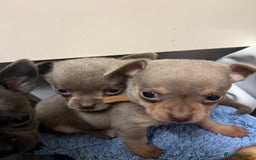 Chihuahua dogs for sale: Chihuahua teacups - Image 24