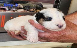 Sealyham Terrier dogs for sale: Sealyham terrier puppy’s  - Image 5