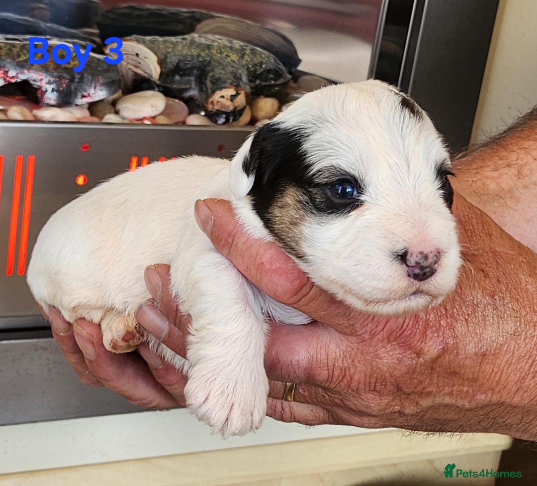 Sealyham Terrier dogs for sale: Sealyham terrier puppy’s  - Image 5