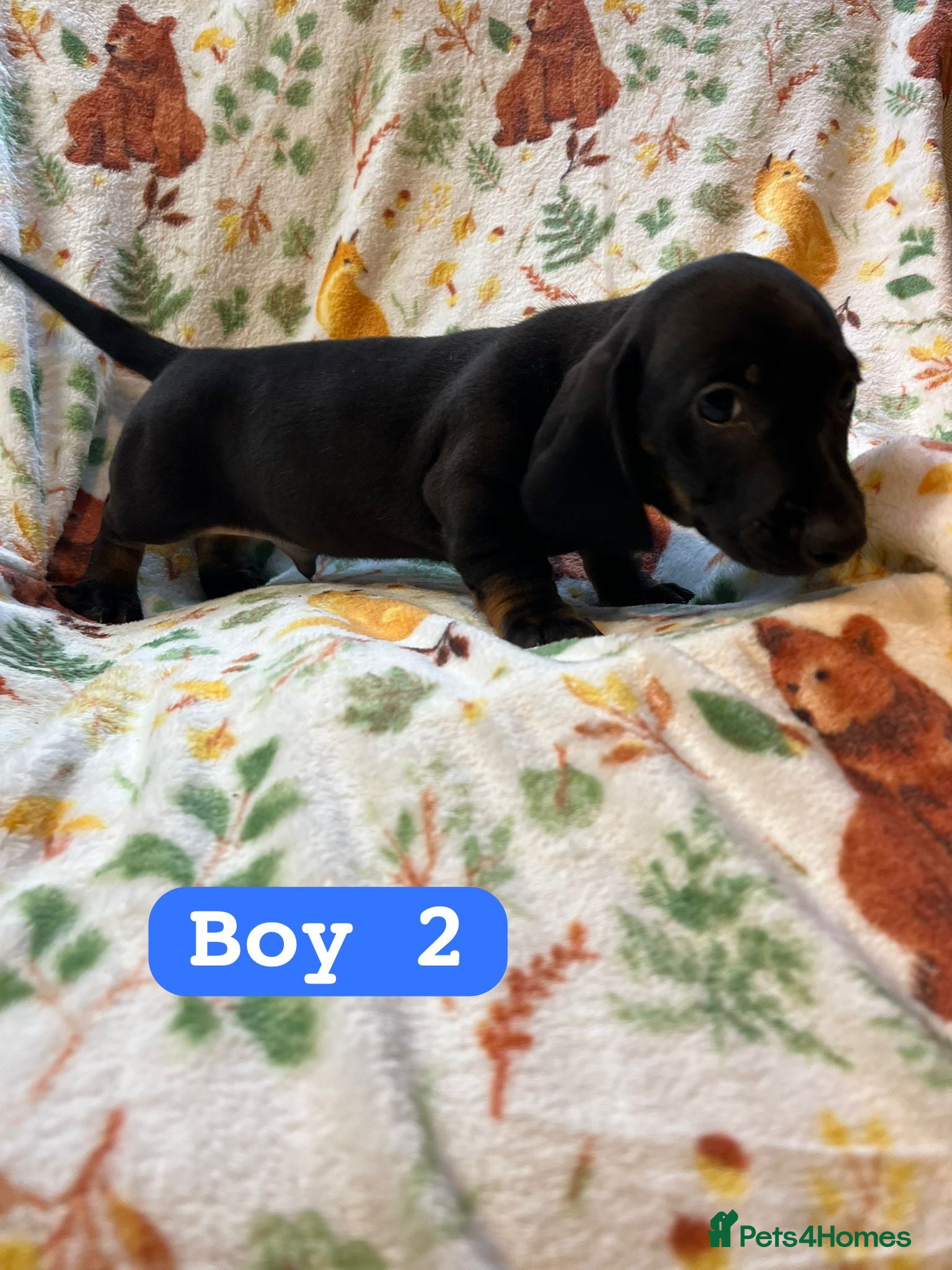 Dachshund dogs Dachshund pups - Advert 1