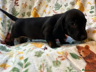 Dachshund dogs Dachshund pups - Advert 5