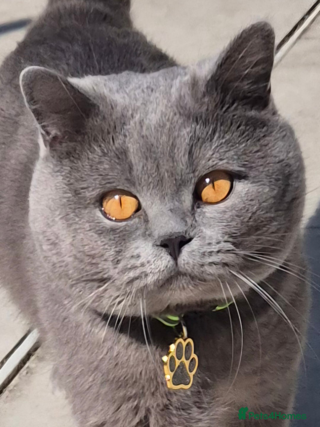 British Shorthair cats for sale: BSH kittens for new home  - Image 20