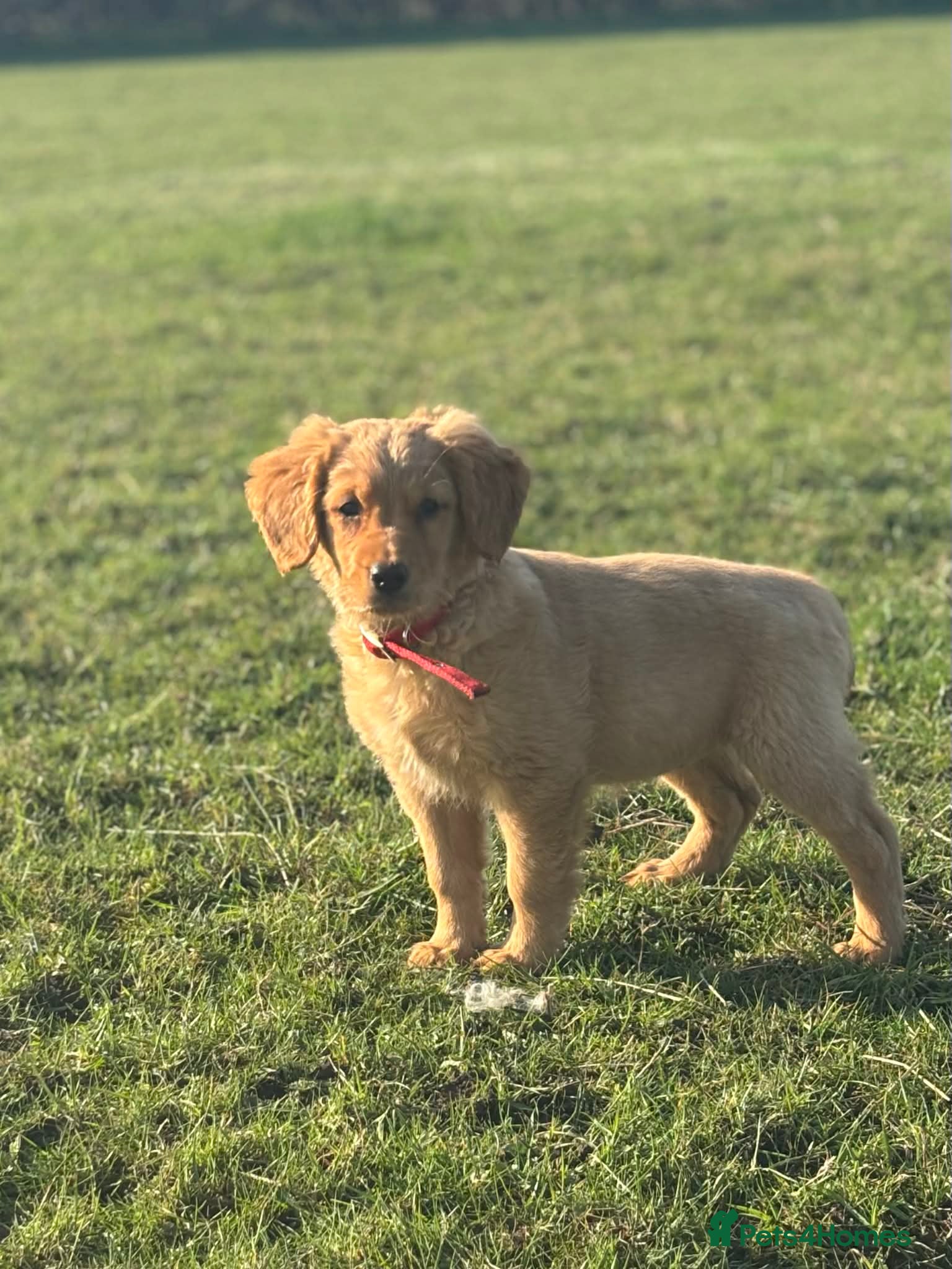Golden Retriever dogs KC Registered Golden Retriever Puppies - Advert 14