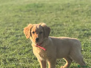 Golden Retriever dogs KC Registered Golden Retriever Puppies - Advert 14