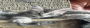 Mixed Breed Kitten 4