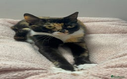Domestic Shorthair cats for sale: Candy - Female cat - Image 3