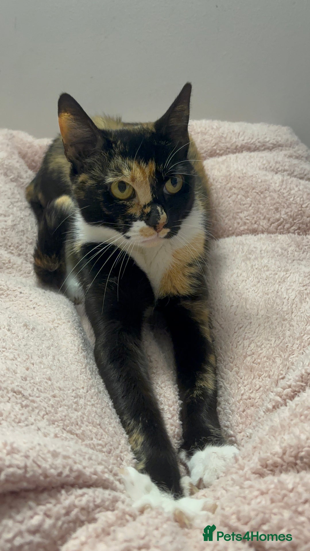 Domestic Shorthair cats for sale: Candy - Female cat - Image 3