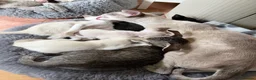 Oriental cats for sale: Last girl available-TICA - Advert 9