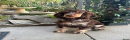 Cocker Spaniel dogs for sale: ❤️❤️WAITING LIST RE OPENED❤️❤️ - Advert 14