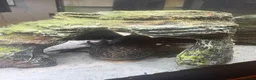 Axolotl reptiles for sale: Black axolotl  - Advert 1