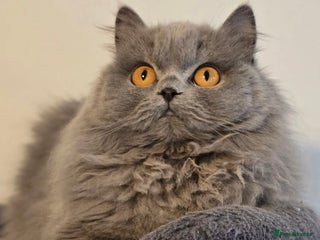 British Longhair cats Gorgeous Britishlonghair girl, GCCF Registered. - Advert 10