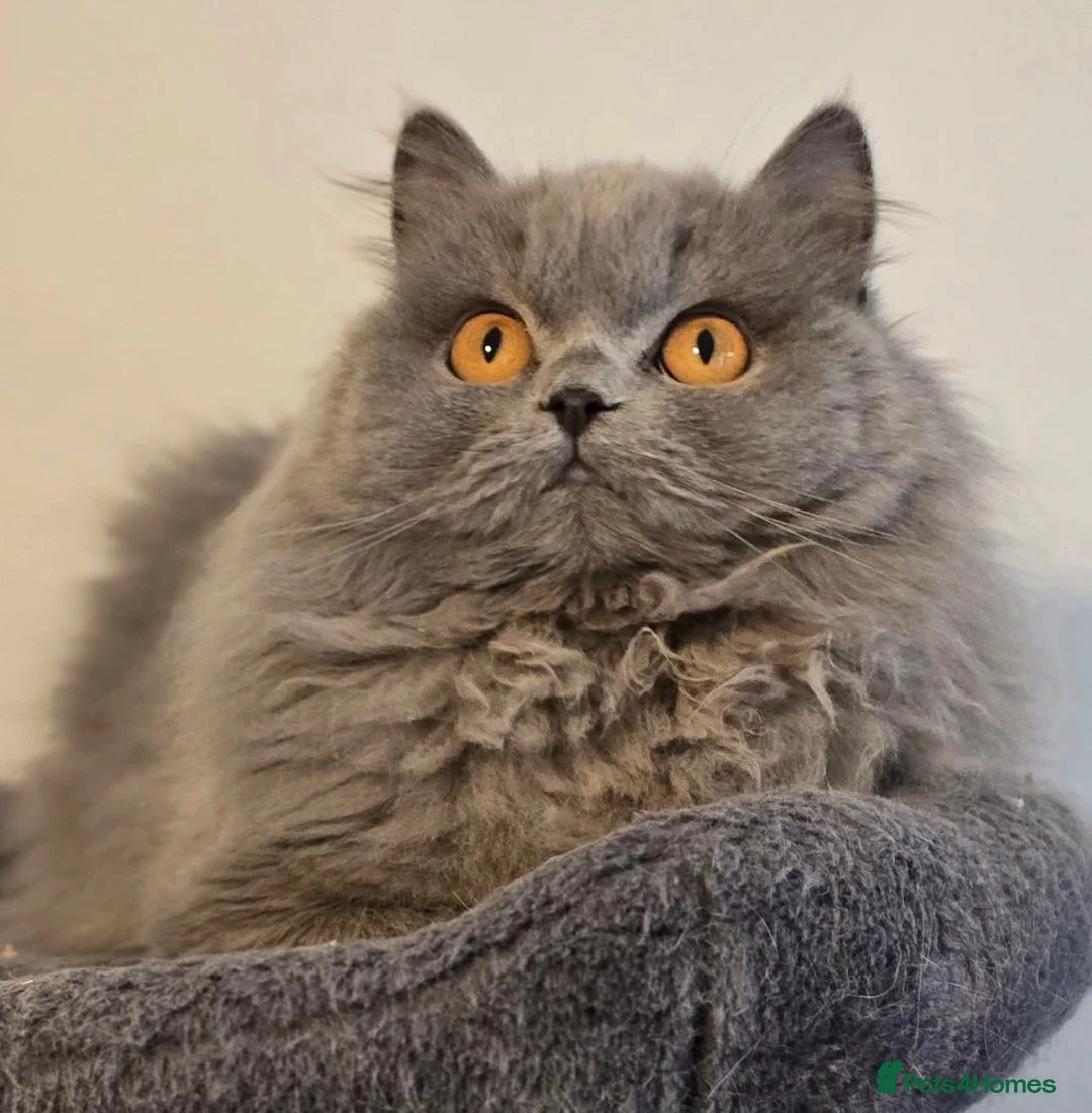 British Longhair cats for sale: Gorgeous Britishlonghair girl, GCCF Registered. - Advert 1