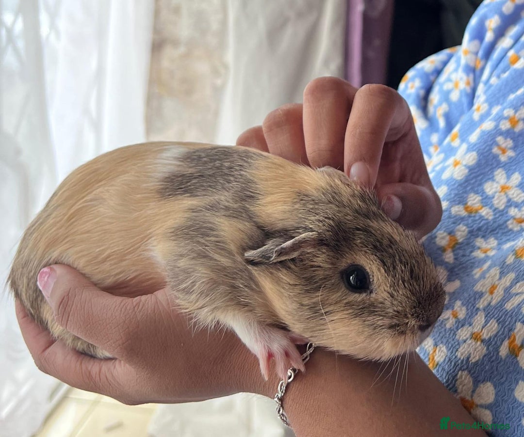 Guinea Pig rodents for sale: BEAUTIFUL MALE GUINEA PIG FOR SALE.SOFRIENDLY £20  - Advert 1