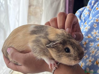 Guinea Pig rodents BEAUTIFUL MALE GUINEA PIG FOR SALE.SOFRIENDLY £20 - Advert 1