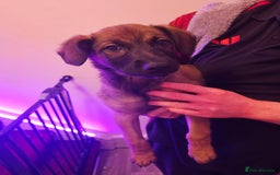 Belgian Shepherd Dog dogs for sale: Belgian malinois puppies  - Image 8