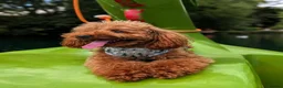 Toy Poodle dogs for stud: Handsome K.C Red Toy poodle stud! - Advert 3