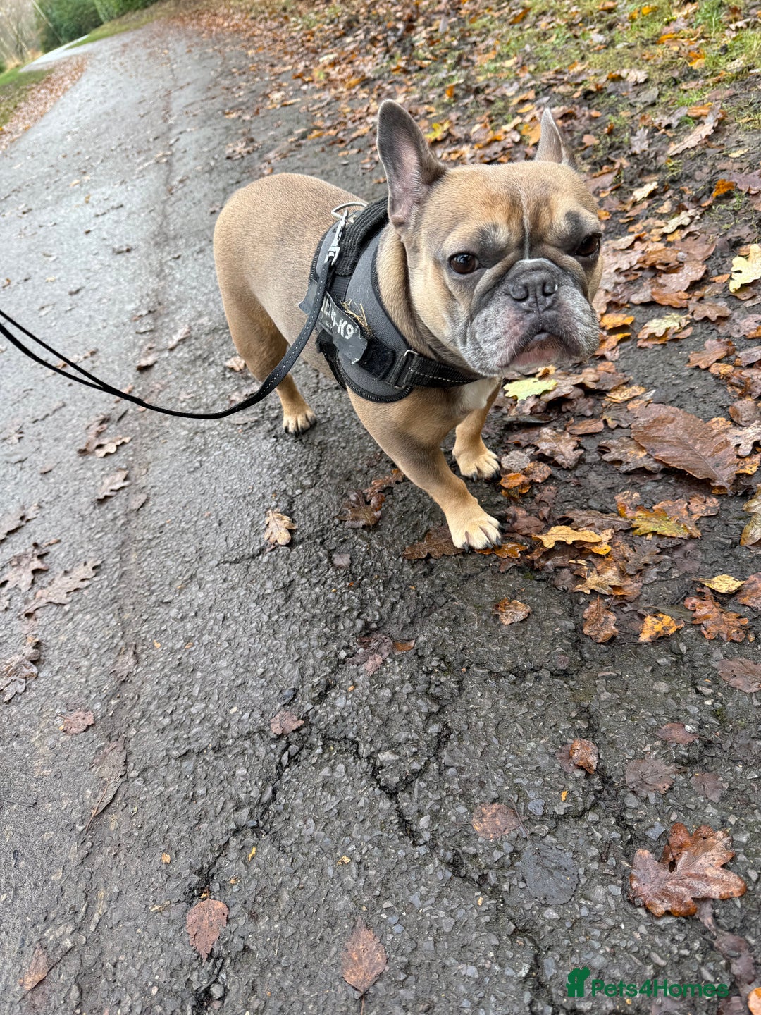 French Bulldog dogs for sale: Female French bulldog - Advert 1