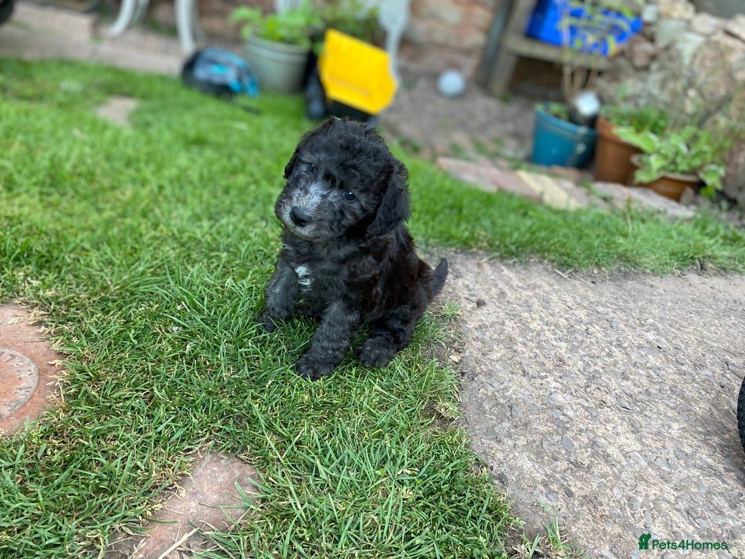 Mixed Breed dogs for sale: Bedlington Terrier X Whippet Puppies ⭐️ - Image 11