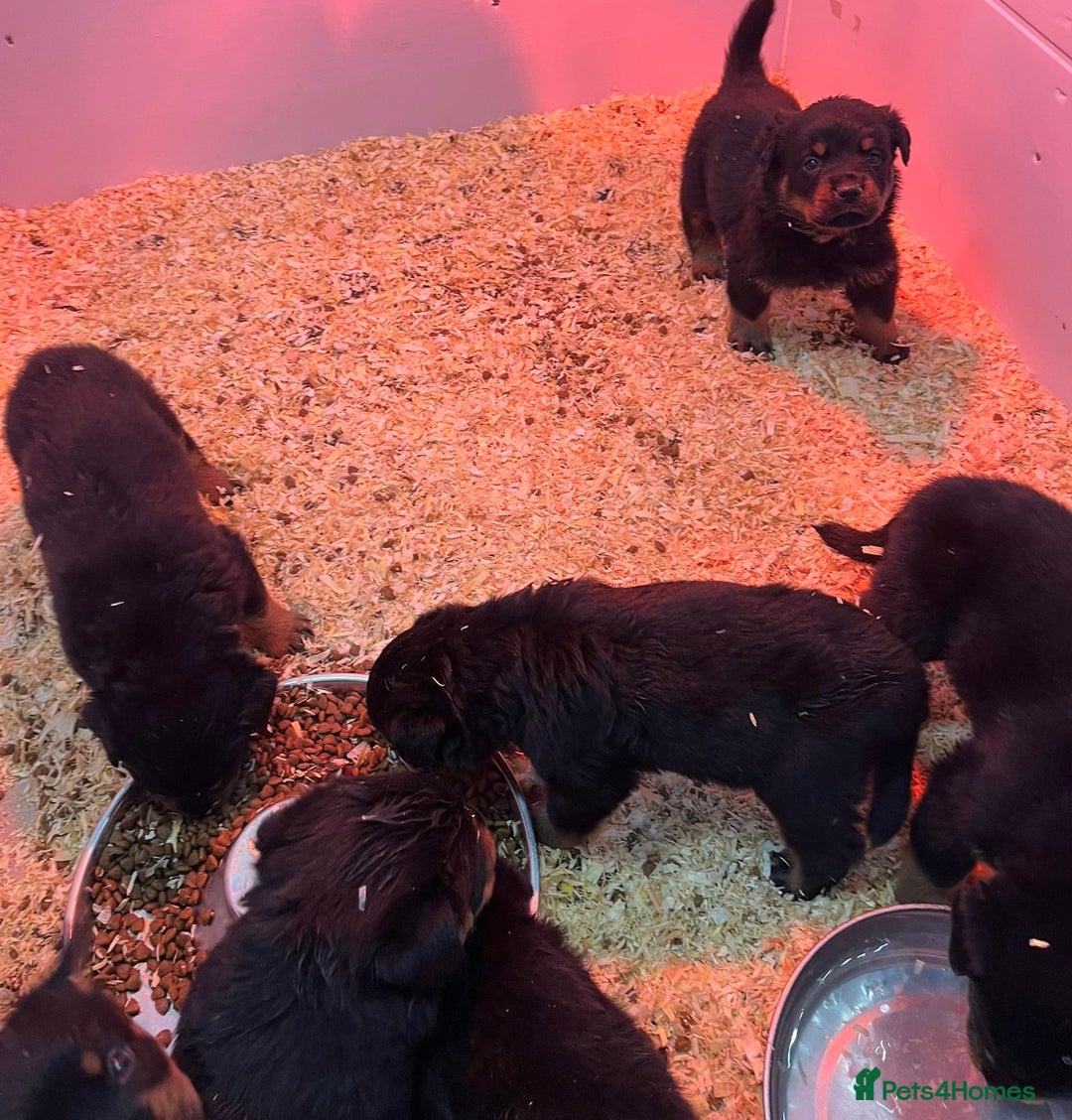 Rottweiler dogs for sale: 🤎🖤🦍 KC REGISTERED 5 ⭐️ BREEDER - Advert 40