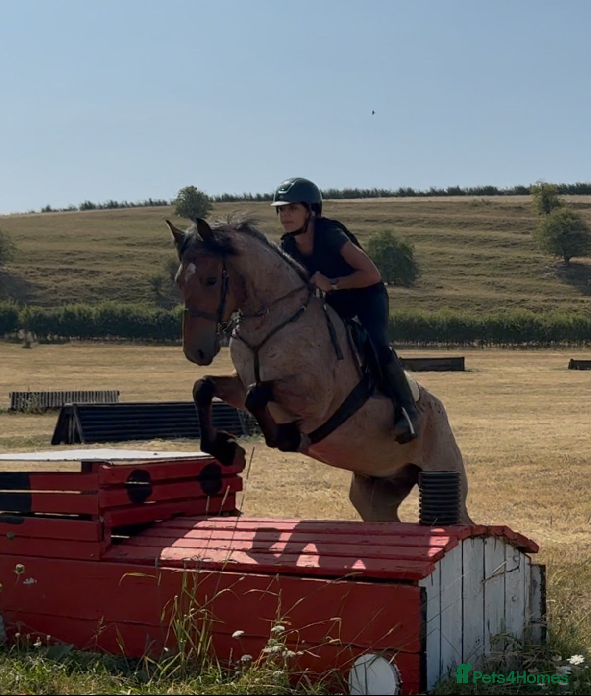 Connemara horses Registered Connemara gelding not to be missed  - Advert 1