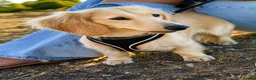 Miniature Dachshund dogs for stud: Cream Proven Miniature Dachshund Stud   - Advert 5