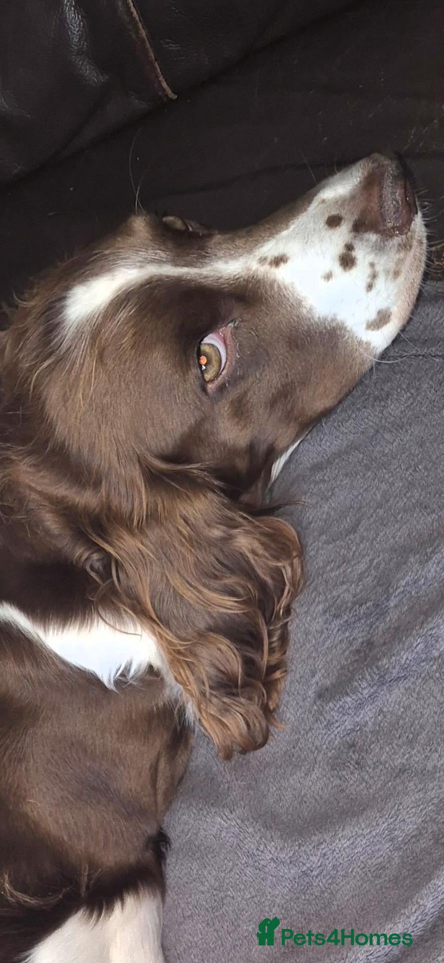 English Springer Spaniel dogs English spring spanials  - Advert 1