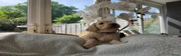 Cockapoo dogs for sale: 4 x F2 cockapoos - Advert 19