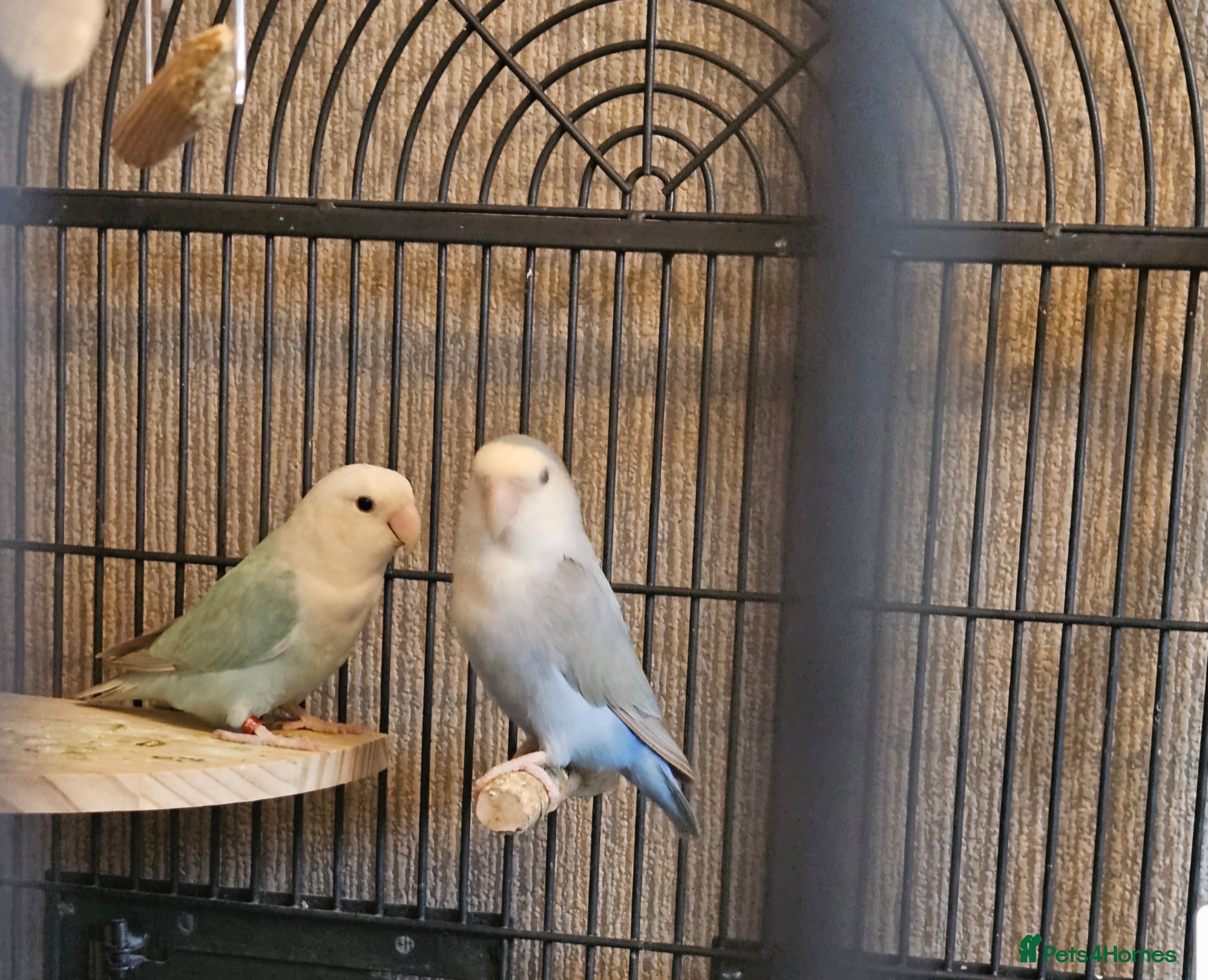 Lovebirds birds Bonded lovebirds - Advert 2