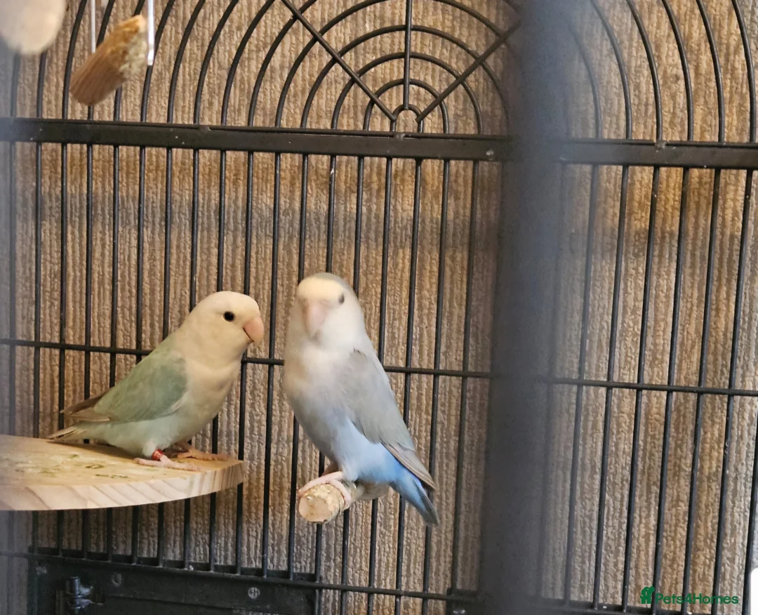 Lovebirds birds for sale: Bonded lovebirds - Advert 1