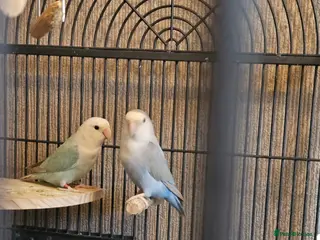Lovebirds birds Bonded lovebirds - Advert 1