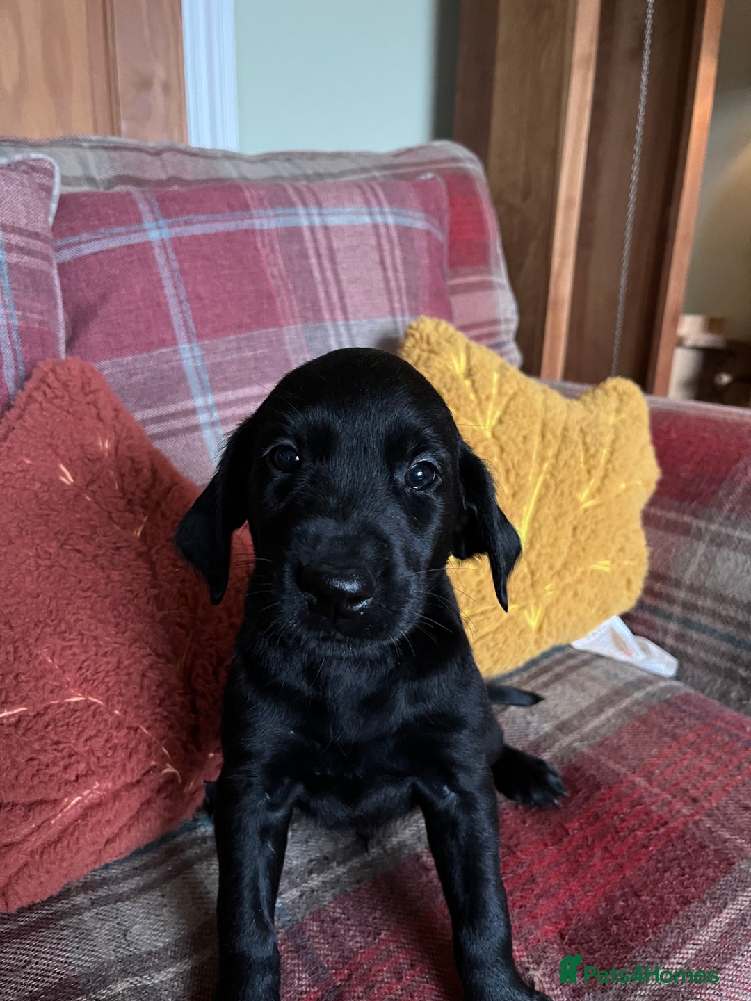 Goldador dogs for sale: Glorious and Galiant Goldador puppies for sale! - Advert 9