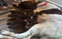 Sprocker dogs for sale: Brown Sproker Puppies Parents KC registered.  - Image 7