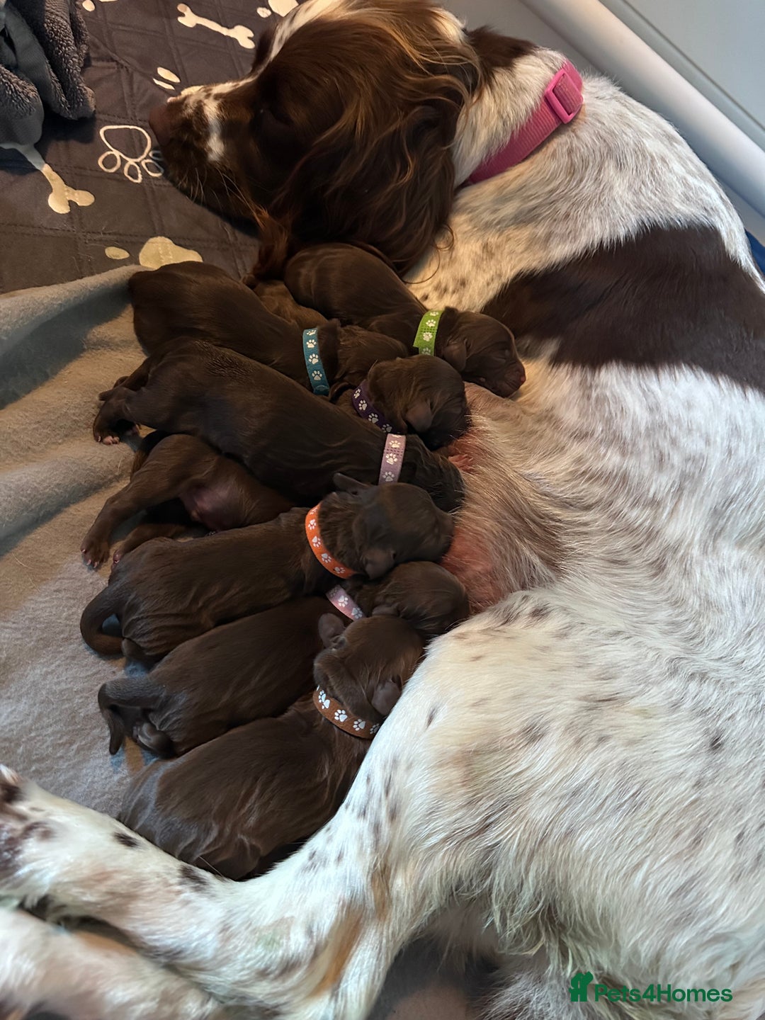 Sprocker dogs for sale: Brown Sproker Puppies Parents KC registered.  - Image 7
