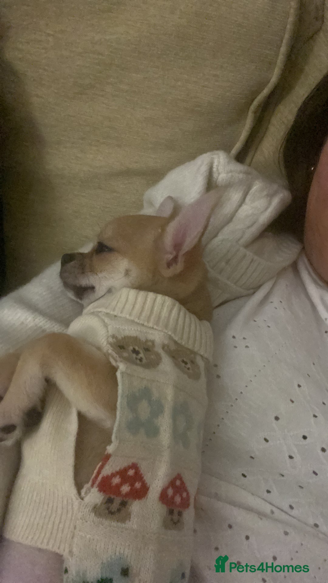 Chihuahua dogs for adoption: Adorable and cute Chihuahua Boy 12 wks - Advert 4