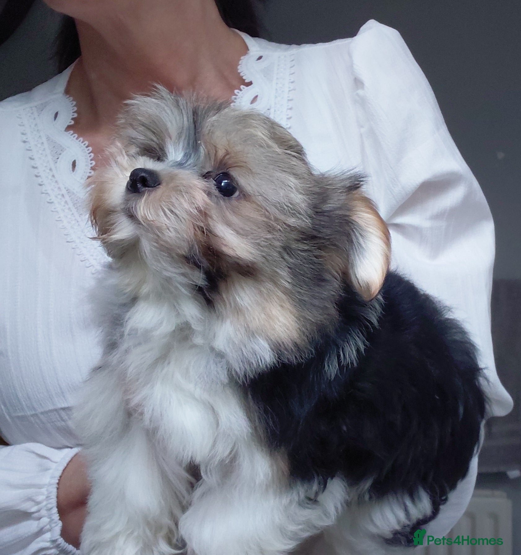 Biewer Terrier dogs Exceptional Hypoallergenic Biewer Terriers yorkie - Advert 2