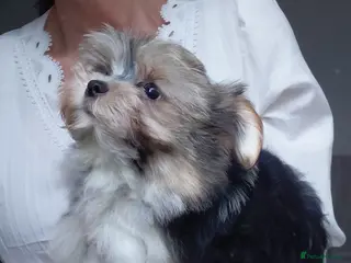 Biewer Terrier dogs Exceptional Hypoallergenic Biewer Terriers yorkie - Advert 2