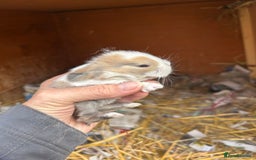 Netherland Dwarf rabbits for sale: Beautiful Mini lop and Netherland dwarf bunnies  - Advert 5