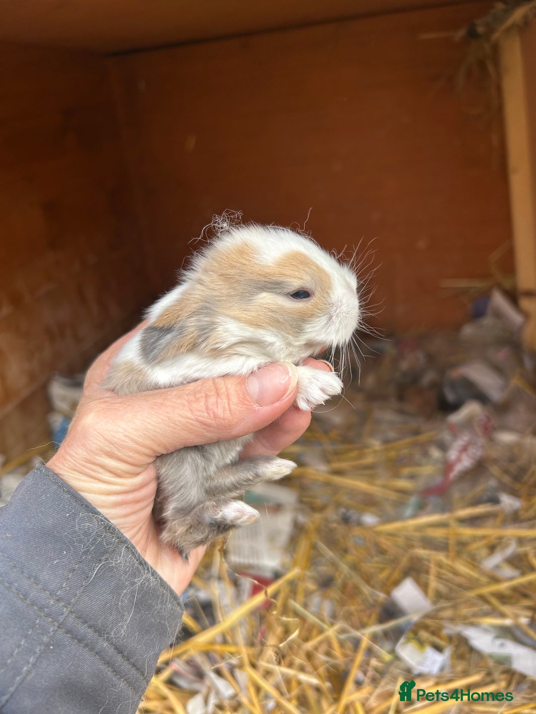 Netherland Dwarf rabbits for sale: Beautiful Mini lop and Netherland dwarf bunnies  - Advert 5