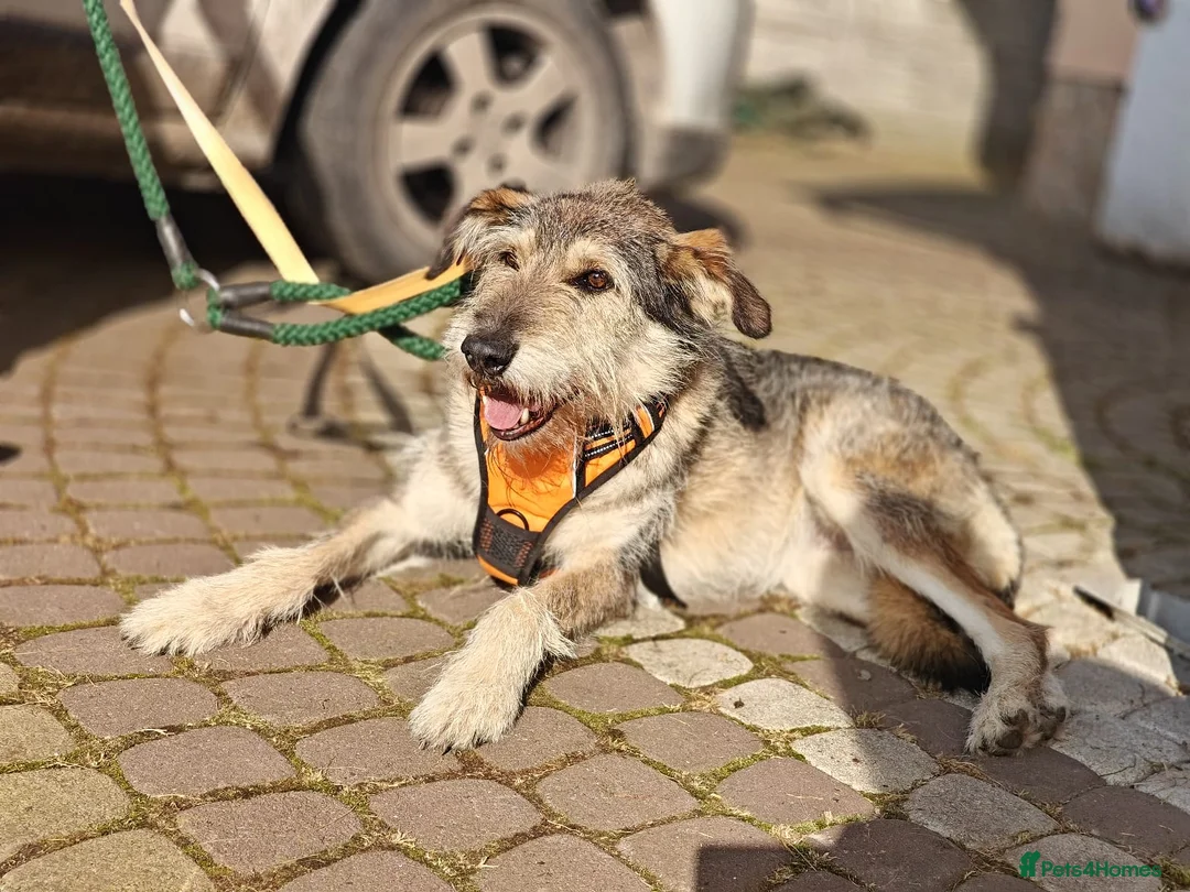 Mixed Breed dogs for adoption: ❤️Oxy❤️ 6,5 year old girl, upper-medium girl - Advert 13
