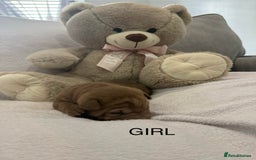 Shar Pei dogs for sale: 🔥 BEAUTIFUL SHARPEI PUPS 🔥  - Image 11