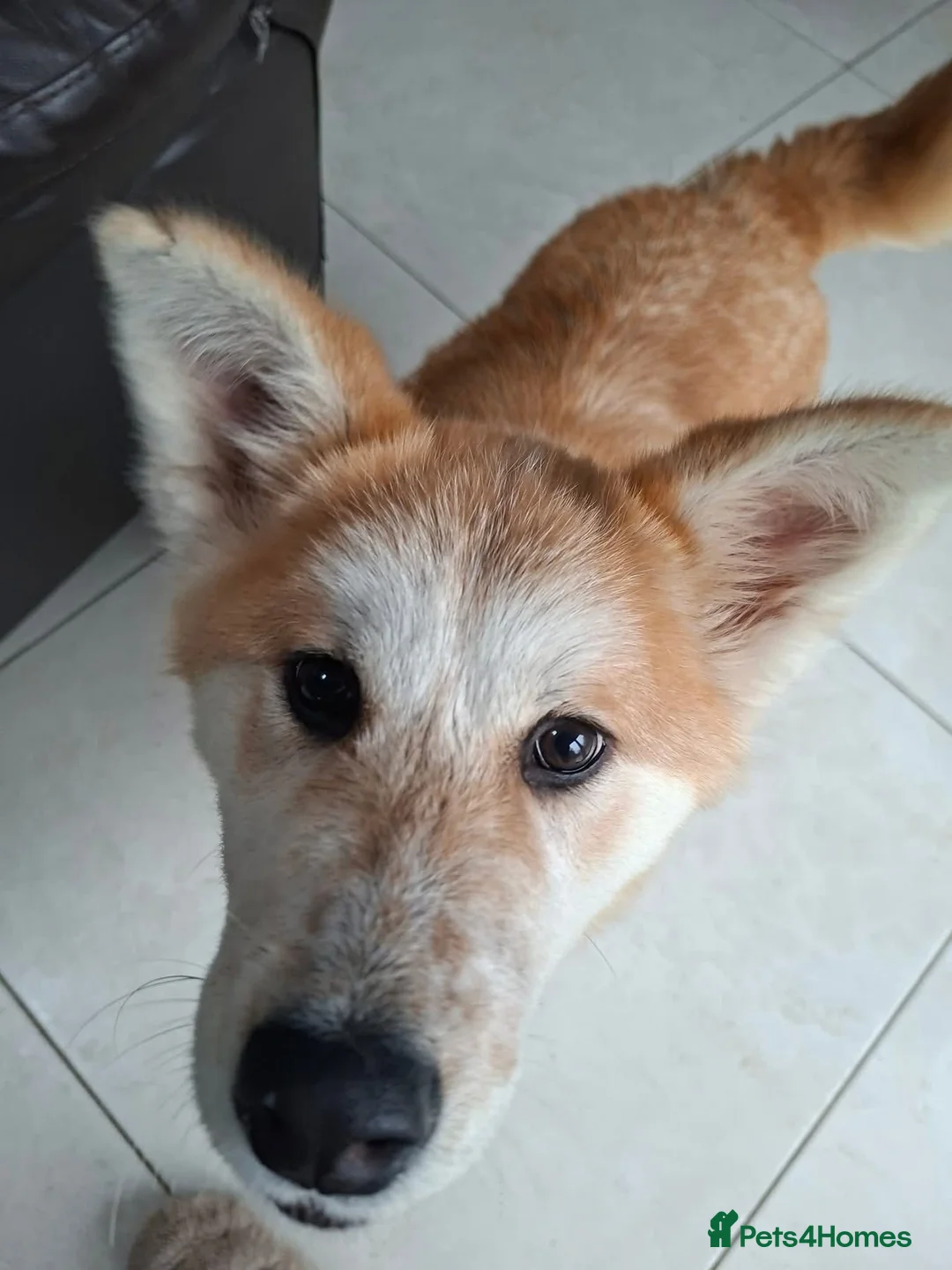 Mixed Breed dogs for adoption: Davina - north Walsham Norfolk  - Advert 2